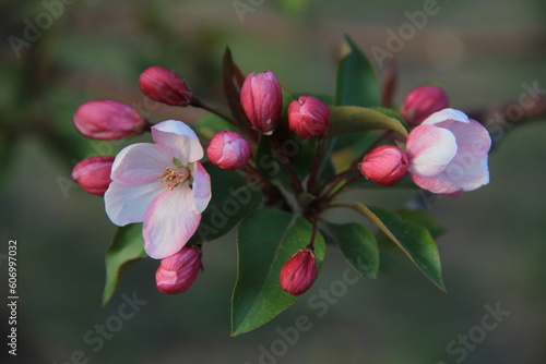 pink and white flowers of apple tree
