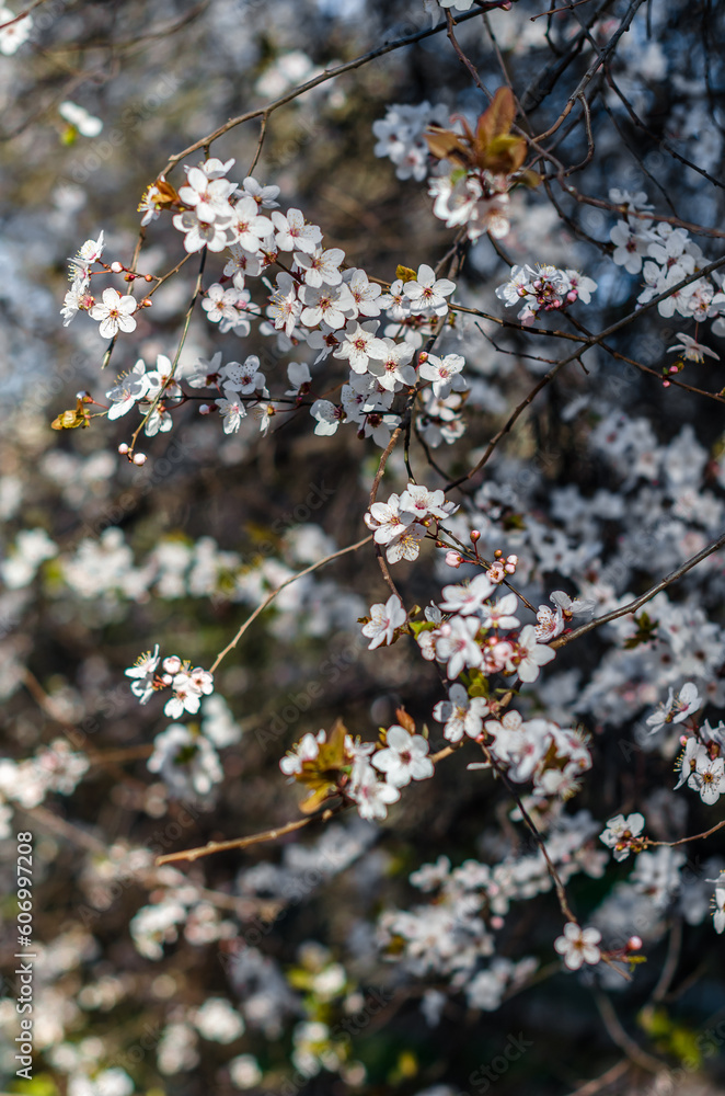 Cherry tree branches in blossom Cherry tree branches in blossom