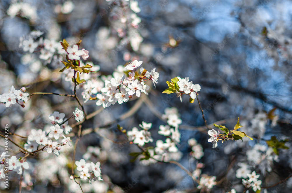 Cherry tree branches in blossom Cherry tree branches in blossom
