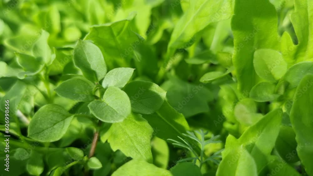 This is a stock video that shows young green plants. This is a stock video that shows young green plants.