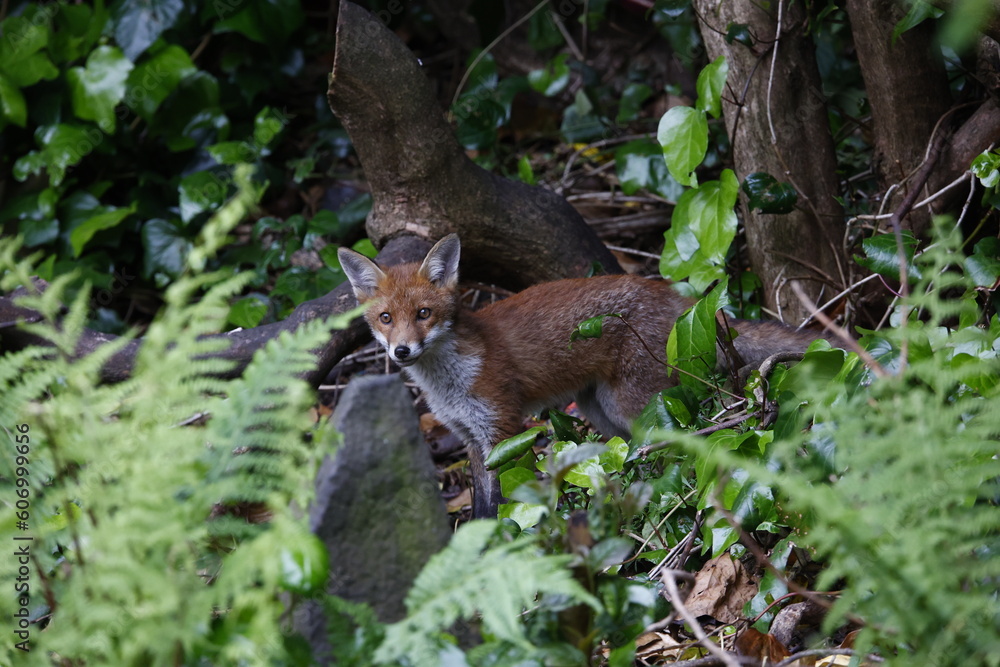 Urban fox cubs exploring the garden Urban fox cubs exploring the garden
