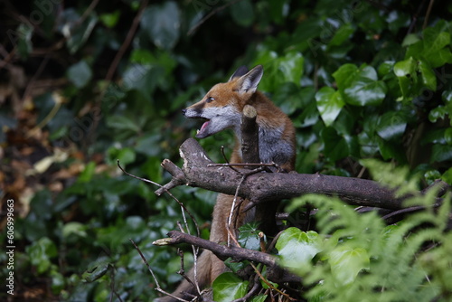 Urban fox cubs exploring the garden © Stephen