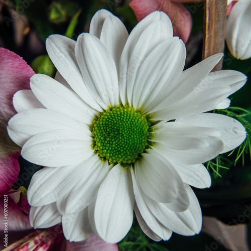 daisy flower