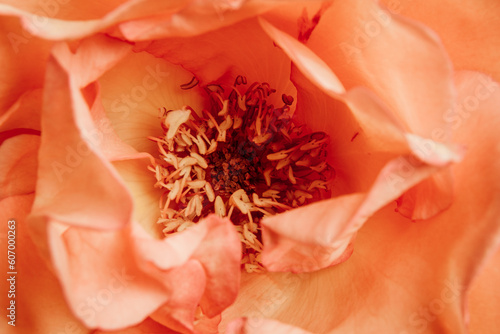 orange flower macro