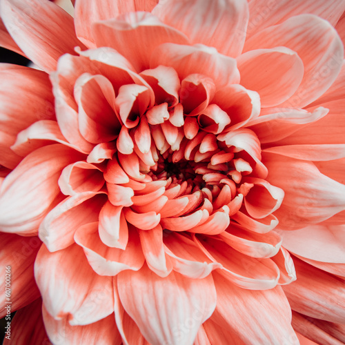 red dahlia flower