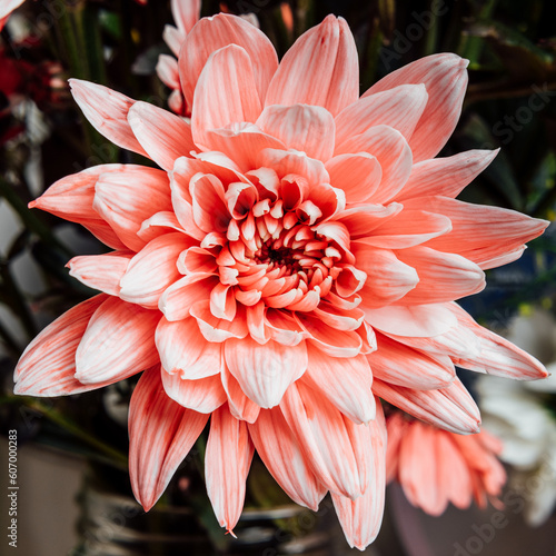 pink dahlia flower