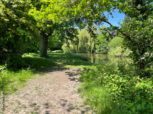 Lush greenery near a small lake