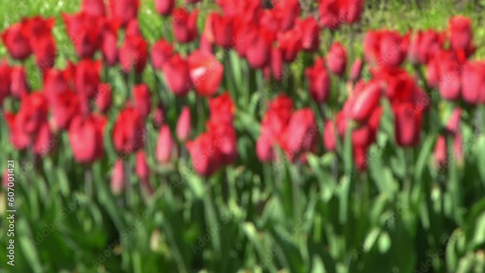 Red tulips bloom in spring. Blur bokeh. Tulip flower nature. Floral background. Botanical garden. Flowering buds. Blooming mood. Beautiful aesthetic petal plant. The swaying of the wind. Sunny day. Red tulips bloom in spring. Blur bokeh. Tulip flower nature. Floral background. Botanical garden. Flowering buds. Blooming mood. Beautiful aesthetic petal plant. The swaying of the wind. Sunny day.