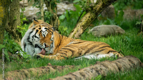 Canvas Print Tiger