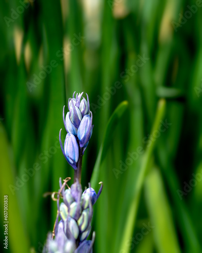 Blue Spanish bluebell flower on blurred background
