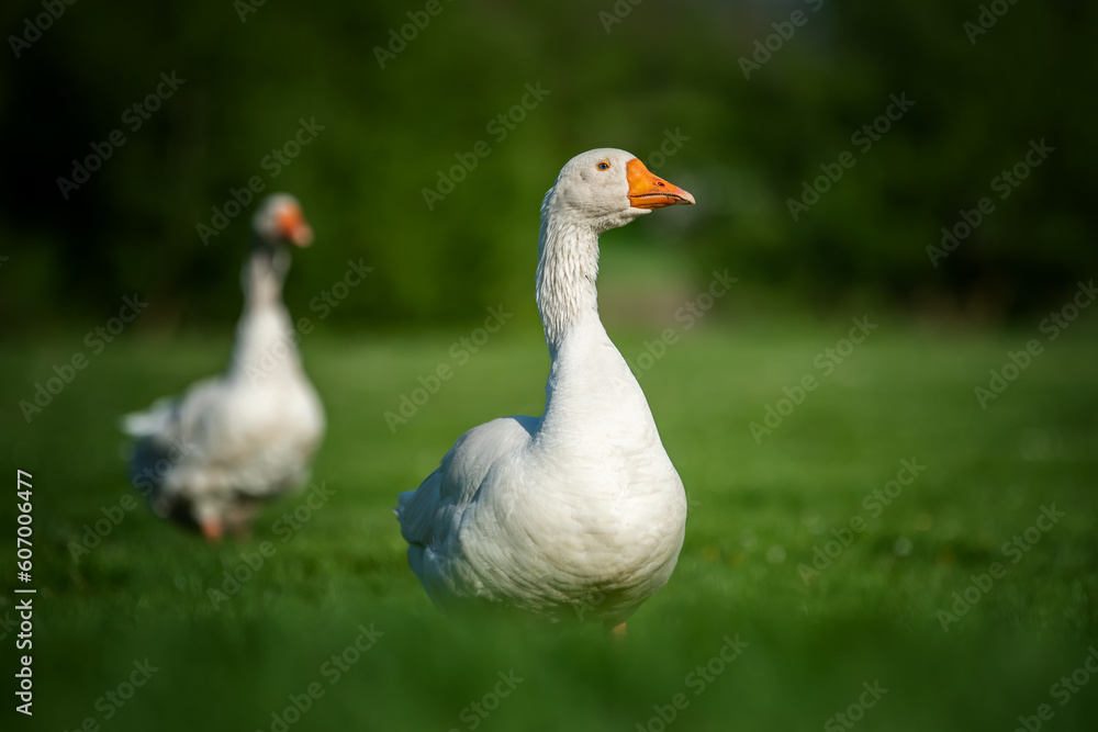 Two goose on spring green grass