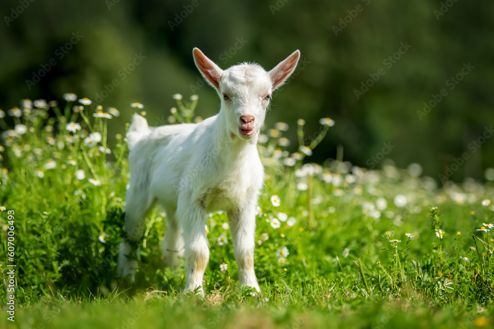 White baby goat standing on grass with flowers White baby goat standing on grass with flowers