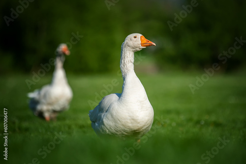 Two goose on spring green grass