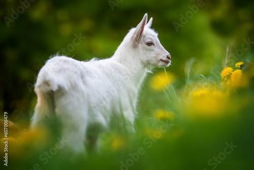 White baby goat standing on grass with flowers