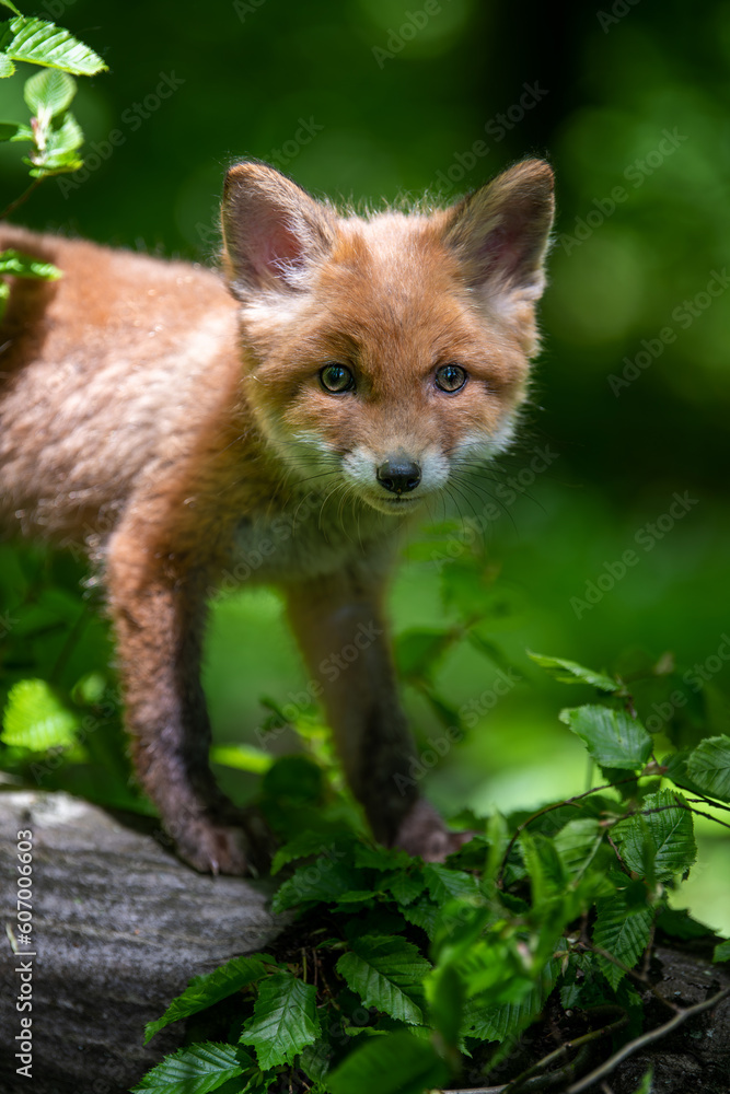 Naklejka premium Red fox, vulpes vulpes, small young cub in forest . Wildlife scene from nature