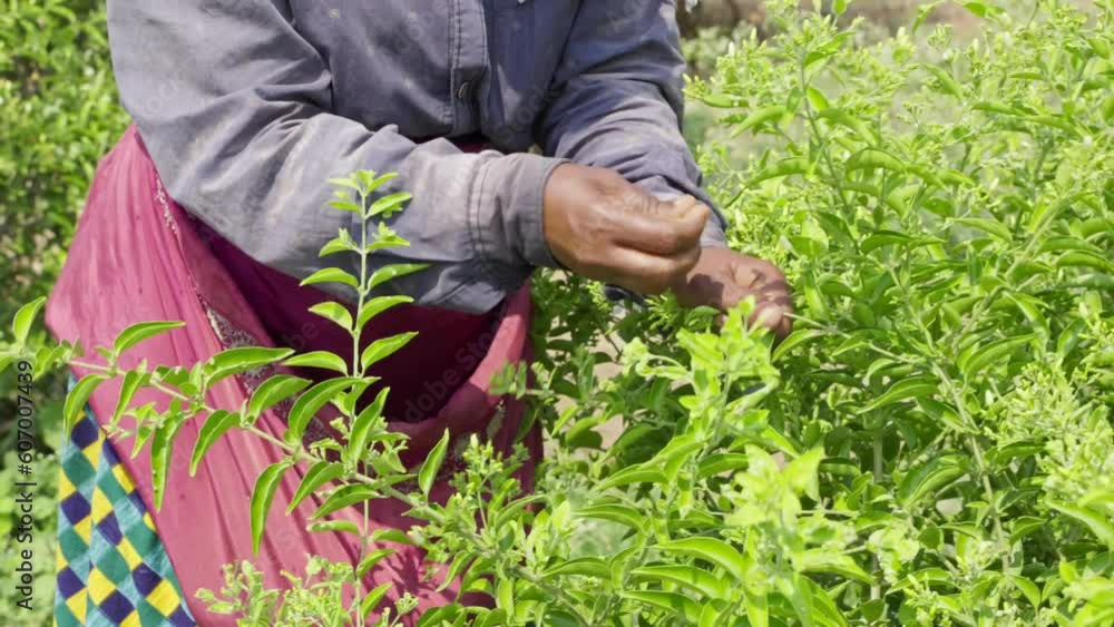 Closeup of female hands plucking or harvesting jasmine flowers from plants Closeup of female hands plucking or harvesting jasmine flowers from plants