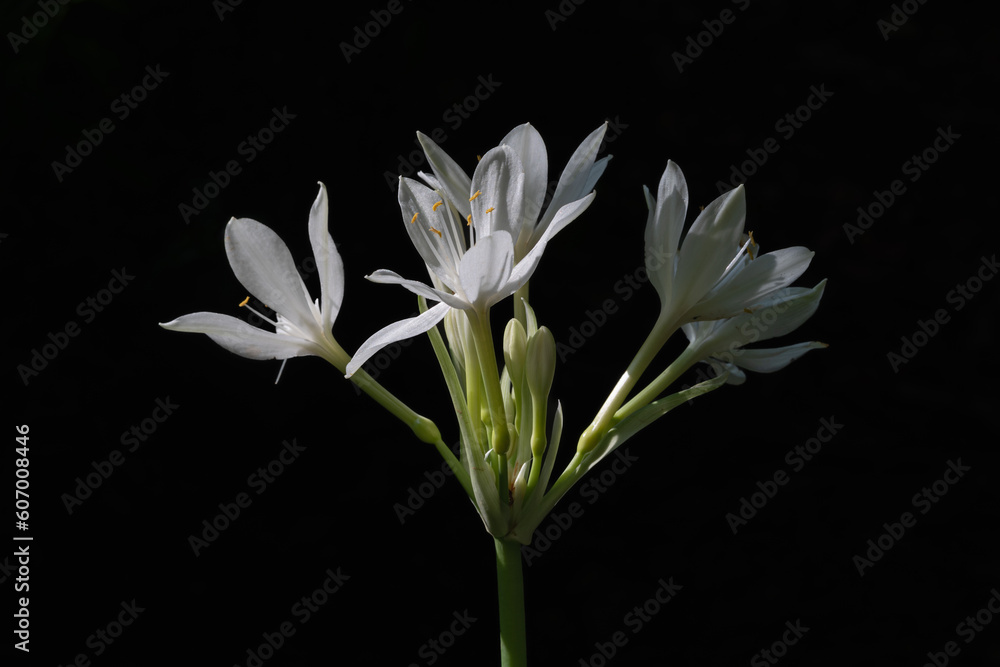 Closeup view of bright white flowers of proiphys amboinensis aka Cardwell lily or northern Christmas lily isolated outdoors on black background Closeup view of bright white flowers of proiphys amboinensis aka Cardwell lily or northern Christmas lily isolated outdoors on black background