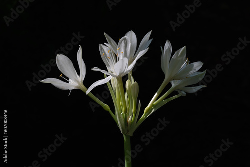 Closeup view of bright white flowers of proiphys amboinensis aka Cardwell lily or northern Christmas lily isolated outdoors on black background