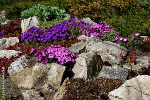 Fototapeta Naklejka Na Ścianę i Meble -  Fioletowe kwiaty w skalniaku, Axcent deep purple