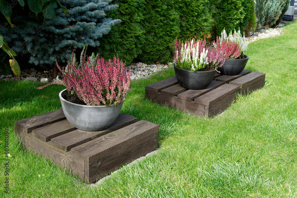 Fototapeta premium Wrzosy w donicach