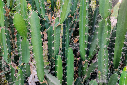 Natural green cactus with sharp white prickles in garden. Cactus background.