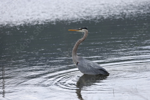 great blue heron