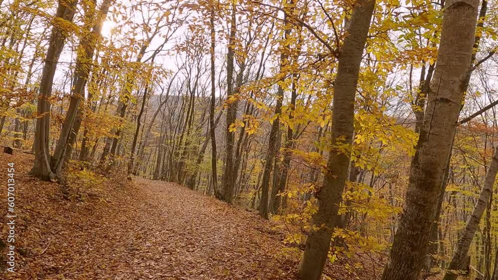 Autumn forest with fallen orange foliage, movement along pedestrian path, slow motion
Autumn forest with fallen orange foliage, movement along pedestrian path, slow motion