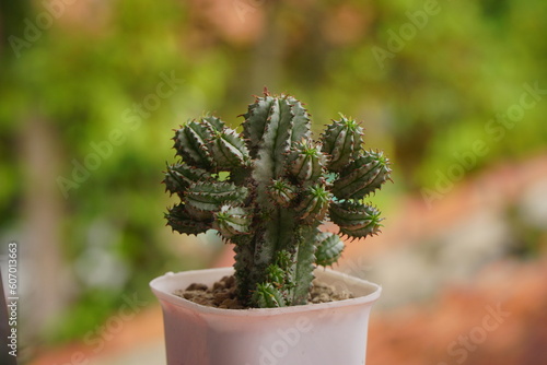 Valokuva Succulent plant with named euphorbia polygona snowflake