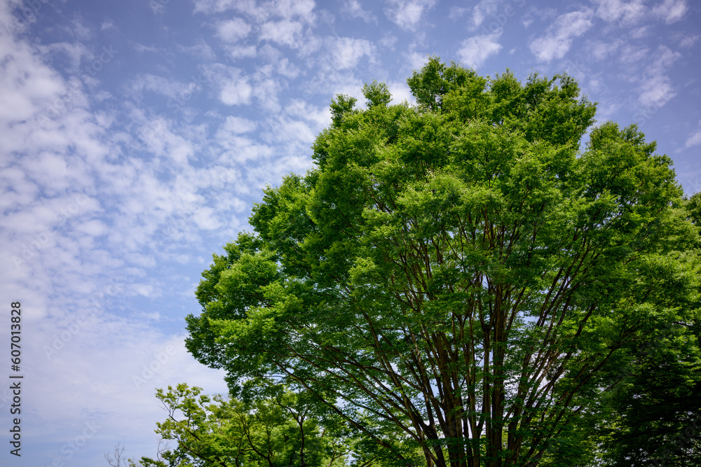 東京・皐月の晴れ晴れとした青空の公園を散歩 東京・皐月の晴れ晴れとした青空の公園を散歩