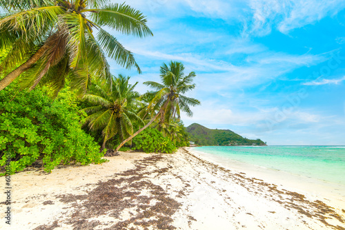 Palm trees and white sand in Anse La Blague beach