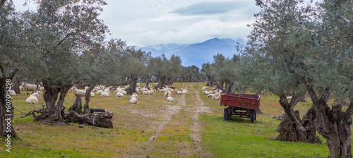 Sheeps grazing between olive trees, Abadia, Spain photo