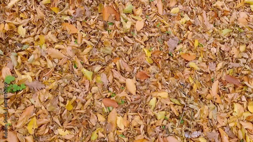 Fallen orange foliage on the ground in the autumn forest, moving forward
Fallen orange foliage on the ground in the autumn forest, moving forward