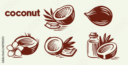 coconut set design template, fresh coconut in hand drawn, coconut pieces and whole coconut, coconut template vector