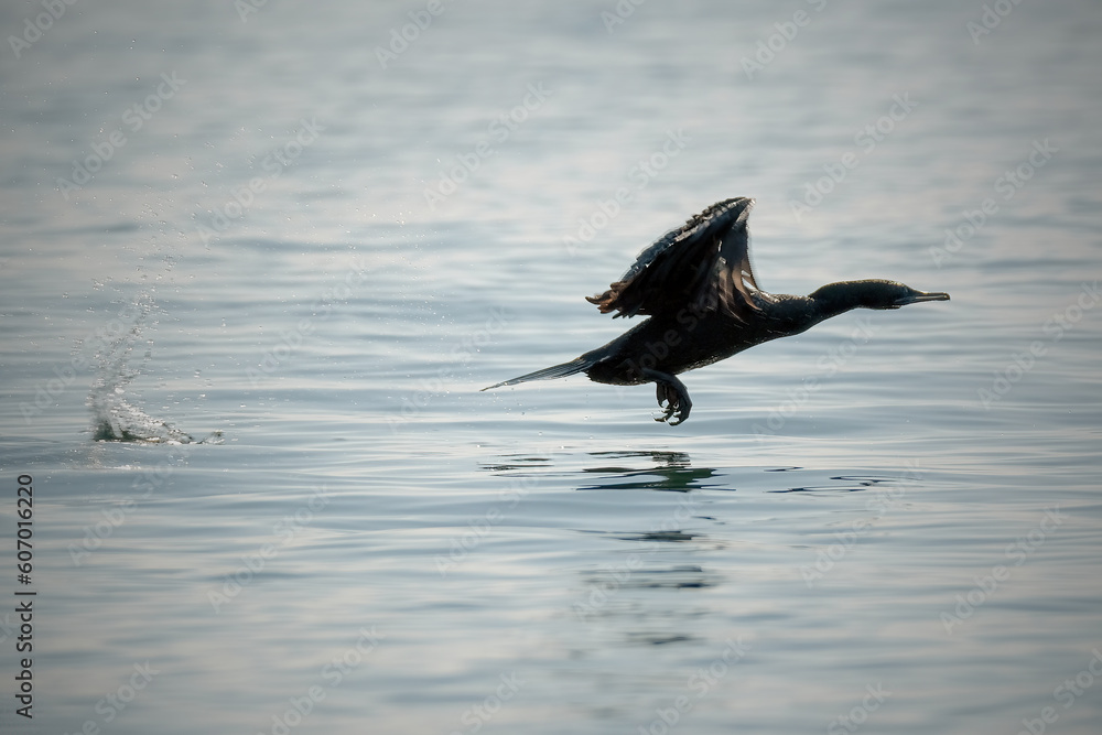 Obraz premium Socotra cormorant