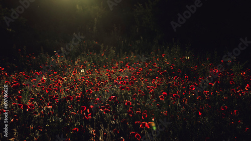 June poppies in the light of the setting sun