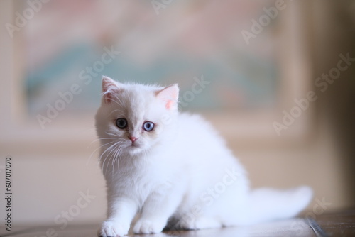 Award-winning British short hair cats and kittens © Anita