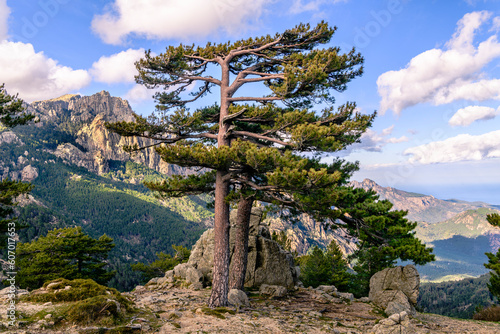 Pine Trees in front of the rocky spikes of red granite "Aiguilles de Bavella" mountains - Monte Cinto, Corsica