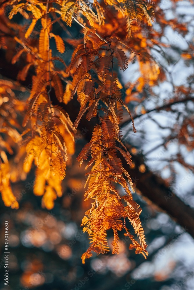 Closeup shot of leaves turned yellow in autumn Closeup shot of leaves turned yellow in autumn