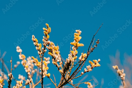 Selective focus of Spring Willow branches with sky on the background