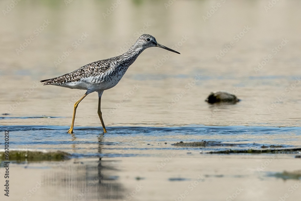 Greater Yellowlegs bird searching for food at the river Greater Yellowlegs bird searching for food at the river