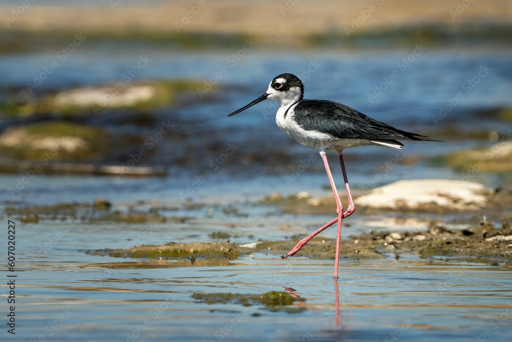Obraz premium Black-Necked Stilt on the shore of a river in California