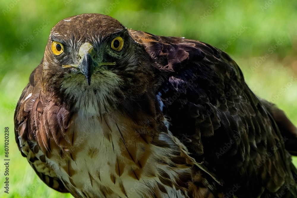 Obraz premium Closeup shot of a brown red-tailed hawk with a powerful gaze