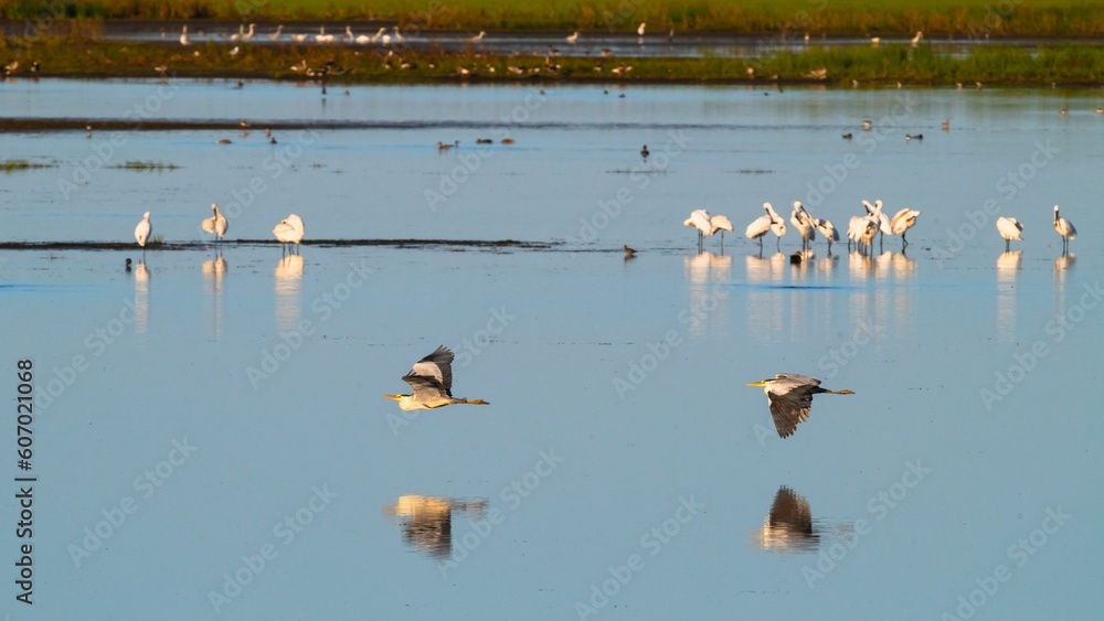 Aerial view of herons in flight with white spoonbills in the background