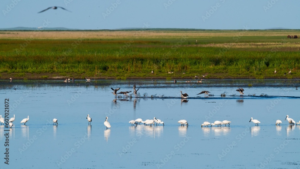 Aerial view of flock of geese and white herons on lake surrounded by grass