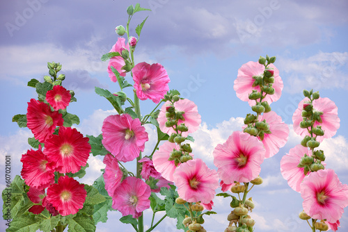 Pink hollyhock flower Alcea rosea known as Henry VIII Pink blooming in a garden in spring