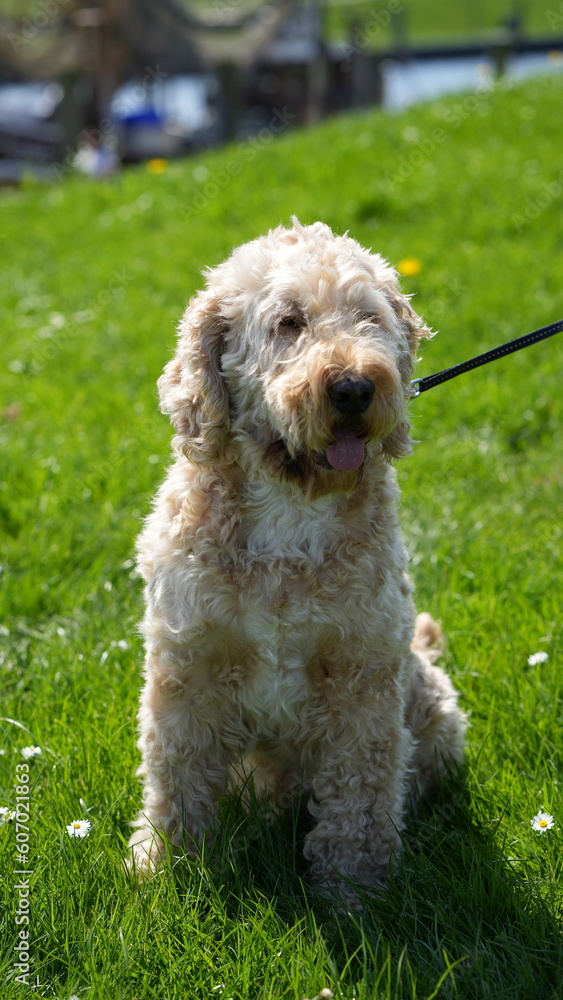 Cockapoo Cockapoo