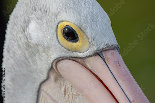 close up of a pelican head