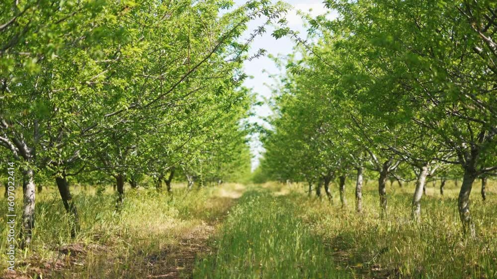 Agriculture. green garden trees summer with green leaves just after flowering general plan. agriculture business concept. crop tree trunks in orchard landscape nature. farming gardening general plan Agriculture. green garden trees summer with green leaves just after flowering general plan. agriculture business concept. crop tree trunks in orchard landscape nature. farming gardening general plan