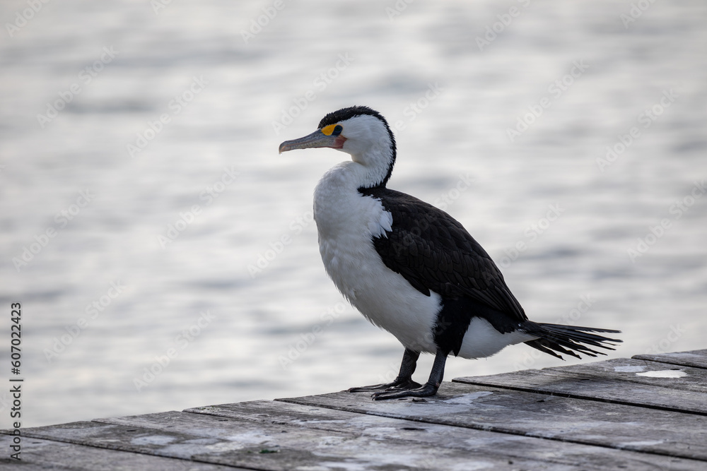 A little pied cormorant standing on a wooden pier - obrazy, fototapety, plakaty 