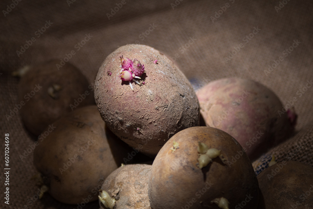 Potatoes with sprouts, for planting in the ground Potatoes with sprouts, for planting in the ground